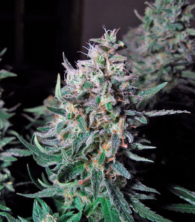 Delahaze fem (Paradise Seeds) семена конопли