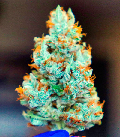 Durban Poison Auto fem (Humboldt Seed Company) семена конопли