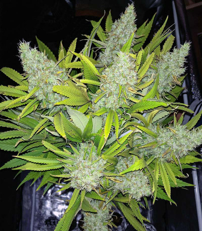 Godzilla Original Glue GG#4 fem (Herbies Seeds) семена конопли