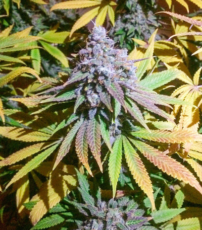 Grandmommy Purple fem семена конопли