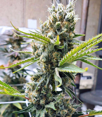 Grandmommy Purple fem семена конопли