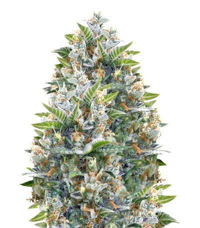 Iceberg fem (Anesia Seeds) семена конопли