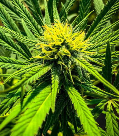 Kali Banner fem (AlphaFem Seeds) семена конопли