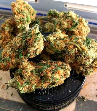 Kripple Roulette fem (Dr. Krippling Seeds) семена конопли