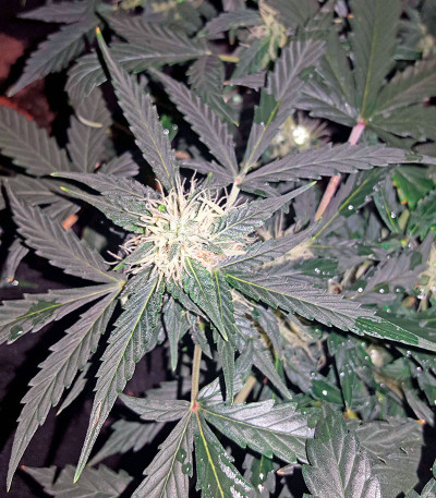 Lemon OG Haze Automatic fem (Nirvana Seeds) семена конопли
