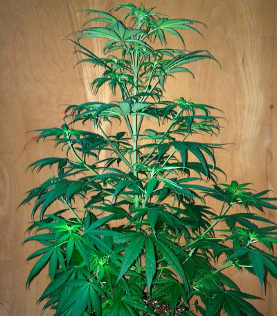 Lemon Shining Silver Haze (Lemon Haze) fem семена конопли