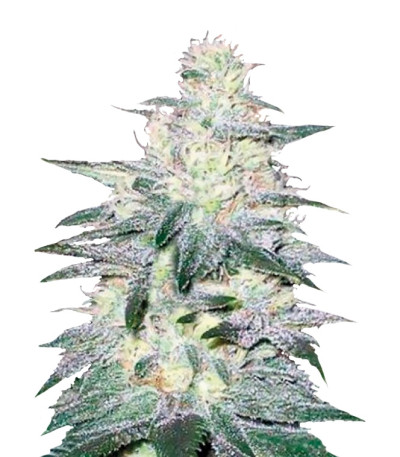 Locomotive fem семена конопли