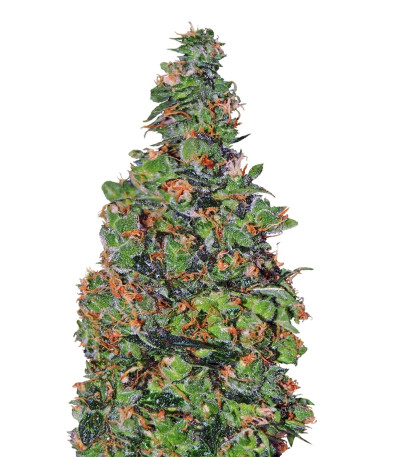 Membrana Hiper Auto fem (VIP seeds) семена конопли