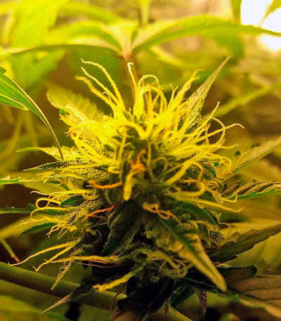 Northern Light Automatic fem (Royal Queen Seeds) семена конопли