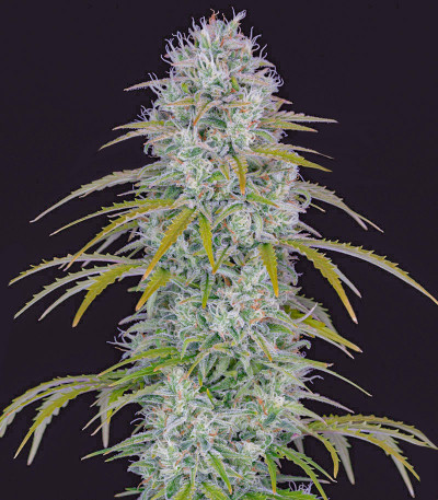 Orange Sherbet Auto fem (FastBuds) семена конопли