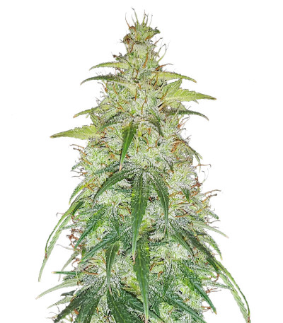 Original Auto Critical fem (FastBuds) семена конопли