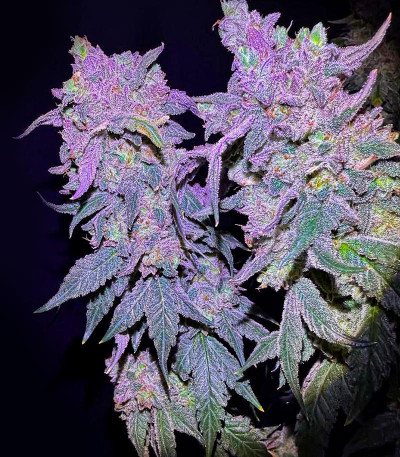 Papaya Sherbet fem (FastBuds) семена конопли