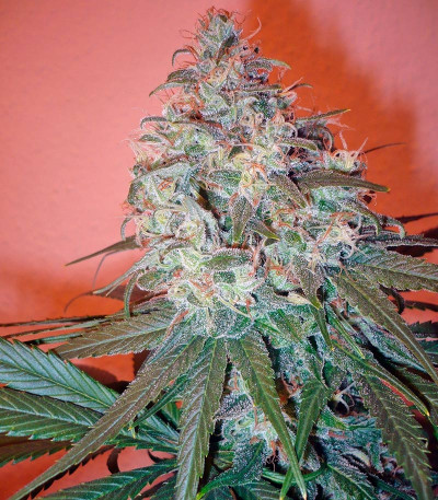 Sensi Star fem (Paradise Seeds) семена конопли