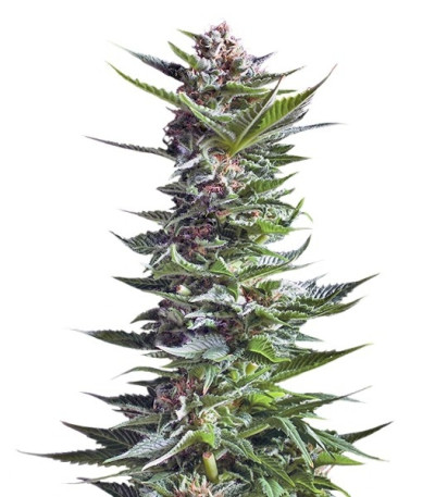 Shining Silver Haze fem (Royal Queen Seeds) семена конопли
