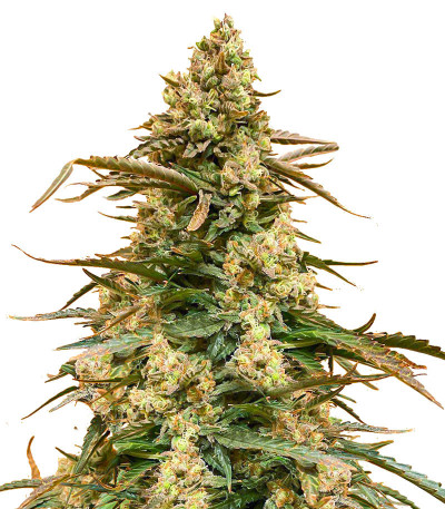 Sith OG fem (AlphaFem Seeds) семена конопли