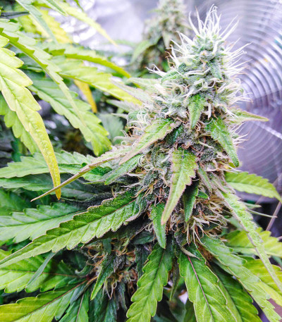 Slurricane fem (Advanced Seeds) семена конопли