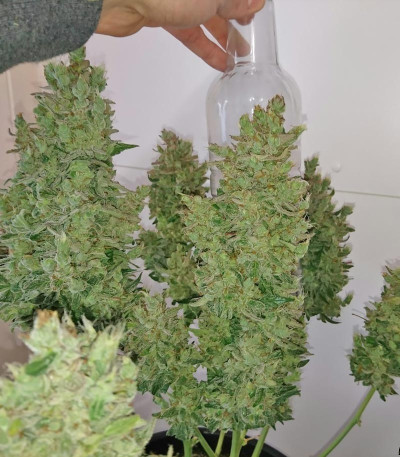 Smokin Gun Auto fem (Dr. Krippling Seeds) семена конопли