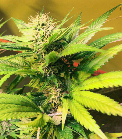 White Widow 47 fem (Kalashnikov Seeds) семена конопли