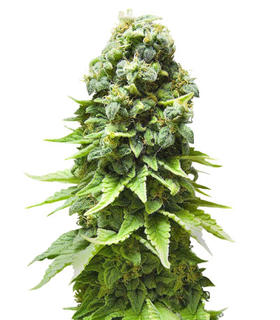 White Widow fem (Green House Seeds) семена конопли