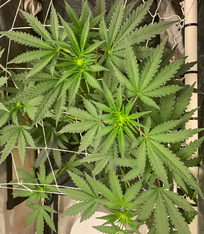 Runtz Fast Flowering fem (Humboldt Seed Organization) семена конопли