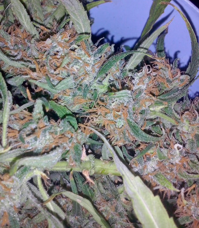 Utopia Haze fem (Barney's Farm) семена конопли