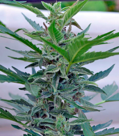 Autoflowering White Russian #1 fem (Serious Seeds) семена конопли