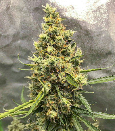 Ak Skunk Auto fem (Kalashnikov Seeds) семена конопли