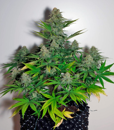 Сорт марихуаны Auto Colorado Cookies