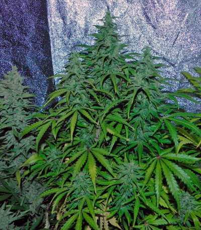 Blue Auto Mazar fem (Dutch Passion) семена конопли