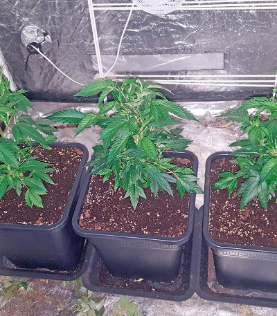Bubba Kush reg (Humboldt Seeds) семена конопли