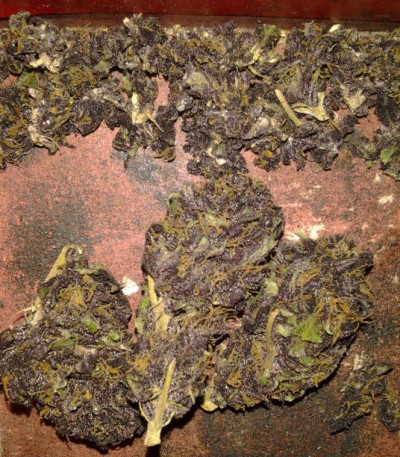 Bubba Gum Auto fem (Dr. Krippling Seeds) семена конопли