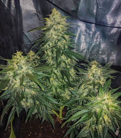 CBD Auto White Widow fem (Dutch Passion) семена конопли