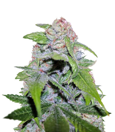 CBD Cherry Kush fem (Sumo Seeds) семена конопли