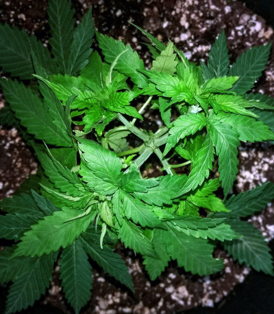 Chrystal fem (Nirvana Seeds) семена конопли