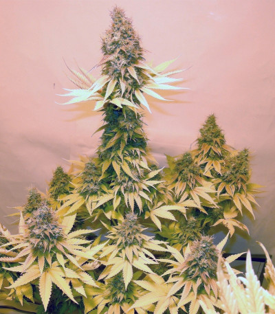 Critical fem (Royal Queen Seeds) семена конопли