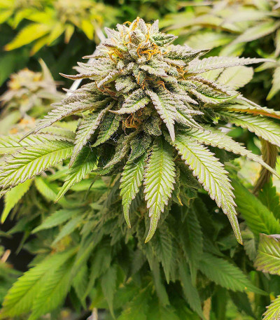 Dozy Cookies fem (AlphaFem Seeds) семена конопли