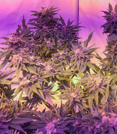 Dozy Cookies fem (AlphaFem Seeds) семена конопли