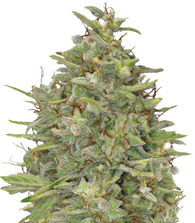 G13 Haze fem (Barney's Farm) семена конопли