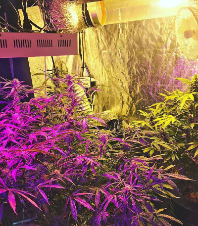 Grand Heft Auto fem (Dr. Krippling Seeds) семена конопли