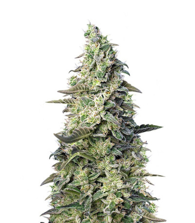 Сорт Green Poison XL Auto шишки