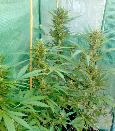 Kritikal-K fem семена конопли