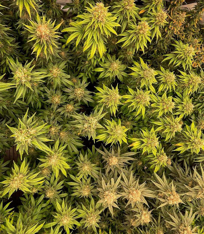 Lemon Drizzle fem (Barney's Farm) семена конопли