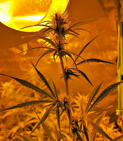 Lemon Juice Express Auto fem семена конопли