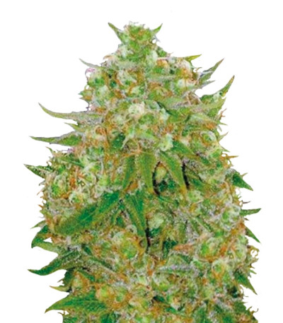 Семена сортаMaster Kush Grand шишки