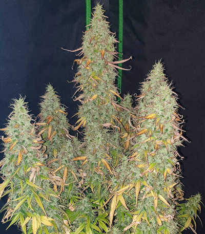 Original Auto Skunk fem (FastBuds) семена конопли