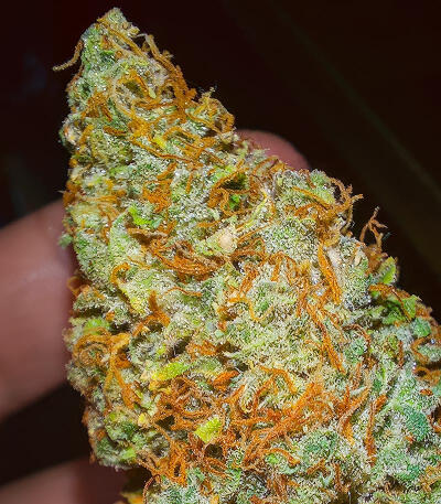 Sour Diesel Autoflower fem (Seedkeepers) семена конопли