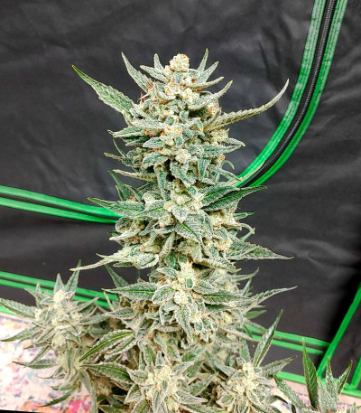 Strawberry Banana Auto fem (FastBuds) семена конопли