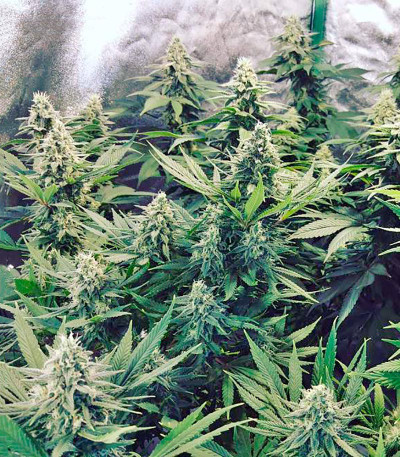 Strawberry Blue fem (World of Seeds) семена конопли