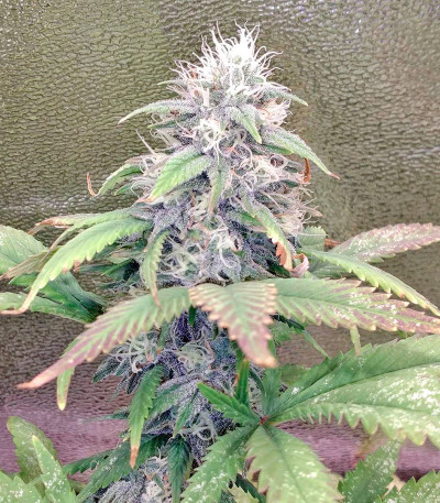 Strawberry Cake fem семена конопли