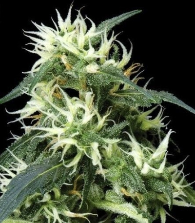 Sweet Mango Auto fem (Green House Seeds) семена конопли